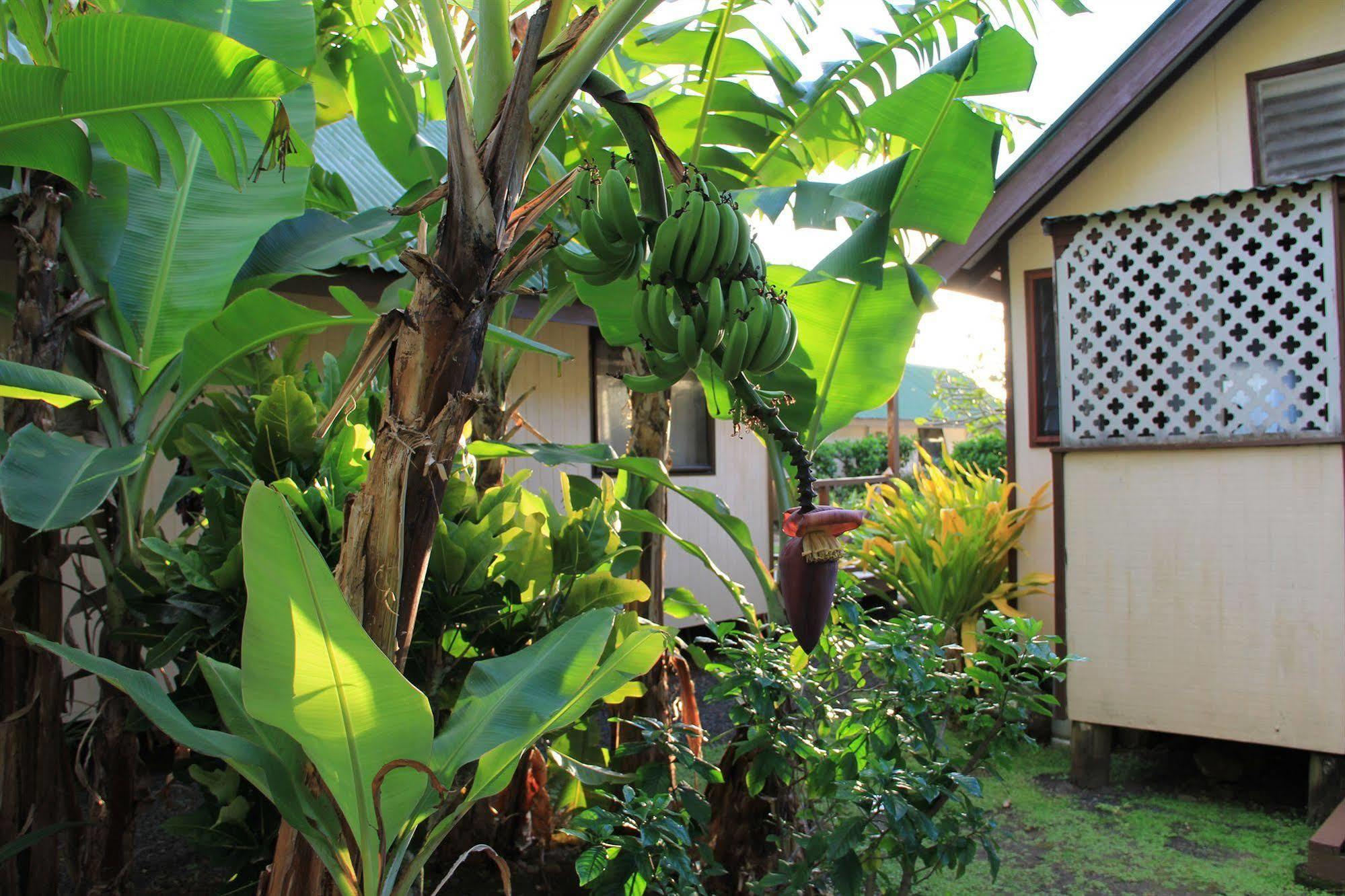 Aroko Bungalows Avarua Exterior photo